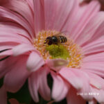 Sony RX10 V - Slika 7