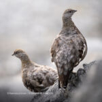 Sony FE 600mm F6.3 GM OSS - Slika 14